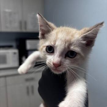 Mcflurry -  Domestic Short Hair Cat for Adoption in Riverside, California - Mcflurry | PetCurious