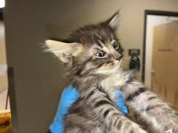 A610889 -  Domestic Short Hair Cat for Adoption in Modesto, California - A610889 | PetCurious