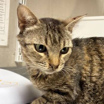 Mina -  Domestic Short Hair Cat for Adoption in Yuma, Arizona - Mina | PetCurious