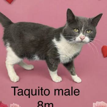 Domestic Short Hair Cats Available for Adoption - Taquito | PetCurious