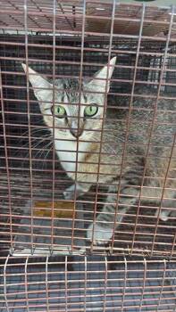 A657613 -  Domestic Short Hair Cat for Adoption in Houston, Texas - A657613 | PetCurious
