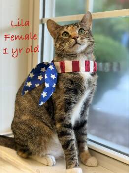 Lila -  Domestic Short Hair Cat for Adoption in Pawleys Island, South Carolina - Lila | PetCurious