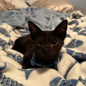 Rooster -  Domestic Short Hair Cat for Adoption in West Olive, Michigan - Rooster | PetCurious