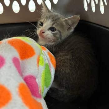 Kip -  Domestic Short Hair Cat for Adoption in Columbus, Georgia - Kip | PetCurious