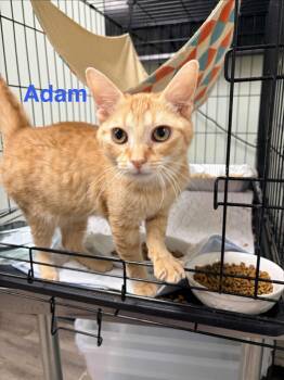Rescue Domestic Short Hair Cats for Adoption in Rome, Georgia - Adam | PetCurious
