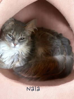 Rescue Domestic Medium Hair Cats for Adoption in Cromwell, Kentucky - Nala | PetCurious