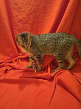 Maisey -  Domestic Short Hair Cat for Adoption in Liverpool, Texas - Maisey | PetCurious