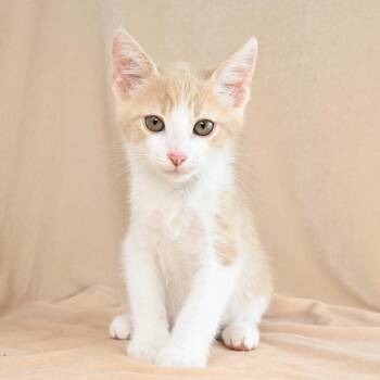 Scooter -  Domestic Short Hair Cat for Adoption in Mobile, Alabama - Scooter | PetCurious