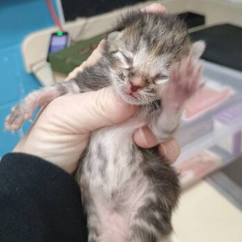 Esme -  Domestic Short Hair Cat for Adoption in Ardmore, Oklahoma - Esme | PetCurious