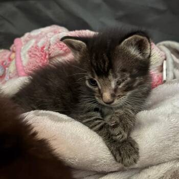 Cerise -  Domestic Short Hair Cat for Adoption in Salt Lake City, Utah - Cerise | PetCurious