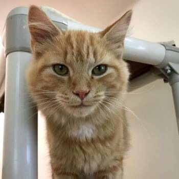 Tanner Butterfinger -  Domestic Short Hair Cat for Adoption in Harrisonburg, Virginia - Tanner Butterfinger | PetCurious