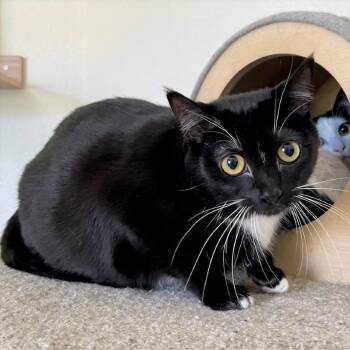 Domestic Short Hair Cats Available for Adoption - Kimmy | PetCurious