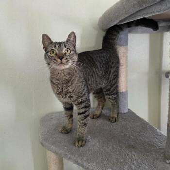 Domestic Short Hair Cats Available for Adoption - Betsy | PetCurious