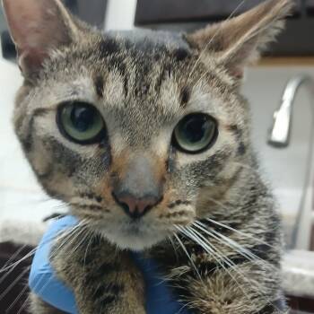 Domestic Short Hair Cats Available for Adoption - Broccoli | PetCurious