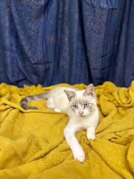 Drake -  Domestic Short Hair Cat for Adoption in Upper Sandusky, Ohio - Drake | PetCurious
