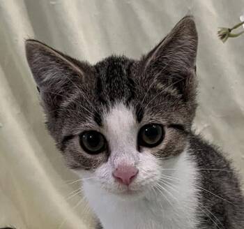 Beau -  Domestic Short Hair Cat for Adoption in Connelly Springs, North Carolina - Beau | PetCurious