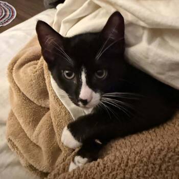 Bashful -  Domestic Short Hair Cat for Adoption in Gladstone, Oregon - Bashful | PetCurious
