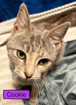 Domestic Short Hair Cats Available for Adoption - Cookie | PetCurious