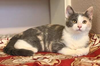 Alice -  Calico and Domestic Short Hair Cat for Adoption in Skyline, Minnesota - Alice | PetCurious