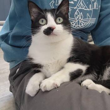 Domestic Short Hair Cats Available for Adoption - Sally | PetCurious