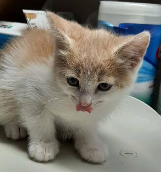 Edward -  Domestic Medium Hair Cat for Adoption in Georgetown, Ohio - Edward | PetCurious