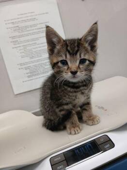Domestic Short Hair Cats Available for Adoption in Sevierville, Tennessee - Six | PetCurious
