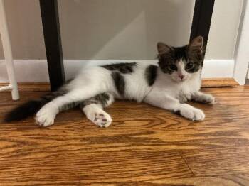 Diadora -  Domestic Medium Hair Cat for Adoption in Cincinnati, Ohio - Diadora | PetCurious