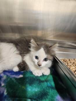 EARLY GREY -  Domestic Medium Hair Cat for Adoption in Hagerstown, Maryland - EARLY GREY | PetCurious