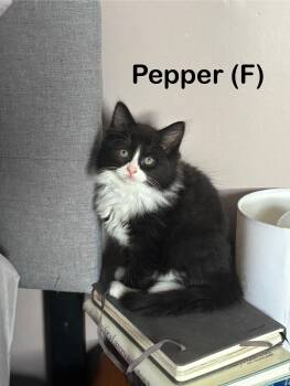 Pepper & Olive -  Domestic Medium Hair and Domestic Short Hair Cat for Adoption in Canton, Massachusetts - Pepper & Olive | PetCurious