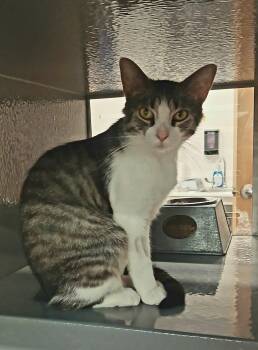 Periwinkle -  Tabby and Domestic Short Hair Cat for Adoption in Bay City, Michigan - Periwinkle | PetCurious