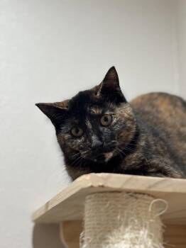 Domestic Short Hair and Calico Cats Available for Adoption - Firefly Finn | PetCurious