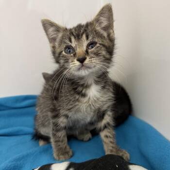 Bam -  Domestic Medium Hair Cat for Adoption in Charleston, West Virginia - Bam | PetCurious