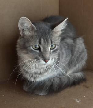 Rescue Domestic Long Hair Cats for Adoption in Richland Center, Wisconsin - Chantel | PetCurious