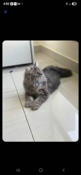 Rescue Persian Cats for Adoption in Snow Hill, Maryland - Bali | PetCurious