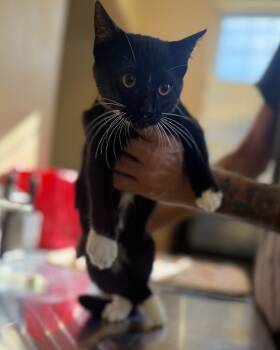 Rescue Domestic Short Hair Cats for Adoption in Corinth, Mississippi - Agent K 23C-0233 | PetCurious