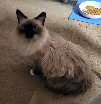 Rescue Siamese Cats for Adoption in Scottsdale, Arizona - Sabine | PetCurious