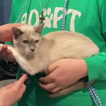Domestic Short Hair Cats Available for Adoption in Cincinnati, Ohio - Wiggles | PetCurious