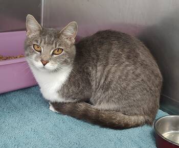 Rescue Domestic Short Hair Cats for Adoption in Ellijay, Georgia - Hillary | PetCurious