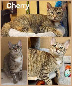 Rescue Torbie and Domestic Short Hair Cats for Adoption in Fort Worth, Texas - Cherry | PetCurious