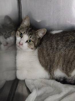 Domestic Short Hair Cats Available for Adoption - JAVA | PetCurious