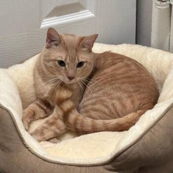 Domestic Short Hair Cats Available for Adoption in Philadelphia, Pennsylvania - Sir Pickles | PetCurious