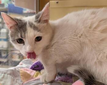 Maxwell -  Domestic Short Hair Cat for Adoption in Niles, Michigan - Maxwell | PetCurious