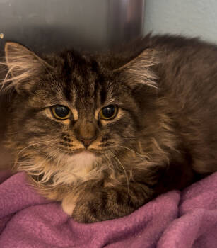 Rescue Domestic Long Hair Cats for Adoption in Albuquerque, New Mexico - Grumpy Cat | PetCurious