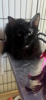 Rescue Domestic Long Hair Cats for Adoption in Ogden, Utah - Mama Lucy | PetCurious