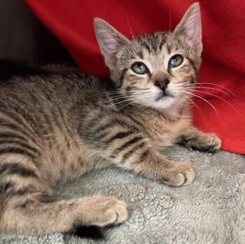 Relevant -  Domestic Short Hair Cat for Adoption in Westland, Michigan - Relevant | PetCurious