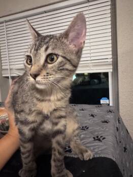 Scarlet -  Tabby Cat for Adoption in San Antonio, Texas - Scarlet | PetCurious