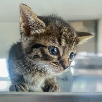 Asher -  Domestic Short Hair Cat for Adoption in Chapel Hill, North Carolina - Asher | PetCurious