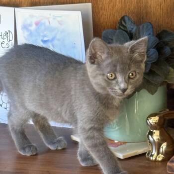 Orzo -  Domestic Short Hair Cat for Adoption in Victoria, British Columbia - Orzo | PetCurious