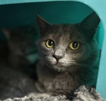 Onyx -  Domestic Medium Hair Cat for Adoption in Sherwood, Oregon - Onyx | PetCurious
