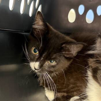 Ryder -  Domestic Medium Hair Cat for Adoption in Dekalb, Illinois - Ryder | PetCurious